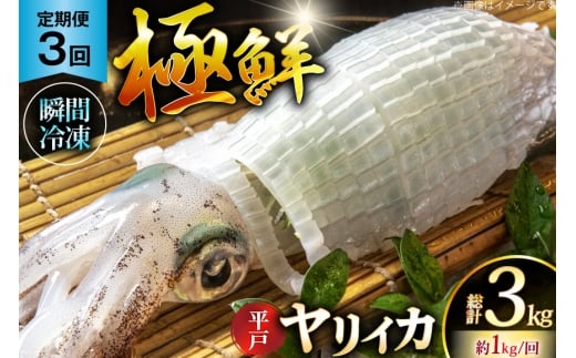 イカ 刺身 極鮮ヤリイカ 約1kg 3回 定期便 [海隆丸 長崎県 平戸市 hr42bgy400129] おつまみ ヤリイカ 新鮮 海鮮 魚介 瞬間冷凍 冷凍 コリコリ 直送 冷凍 個包装 真空パック