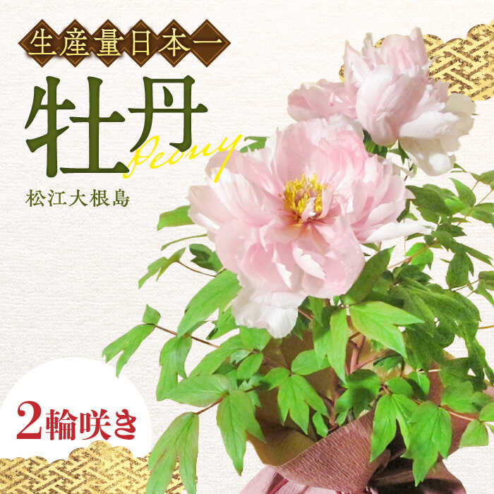 【ふるさと納税】【先行予約】【2026年12月上旬以降順次発送】鉢植え 松江大根島牡丹(宝寿ぼたん) 2輪咲き 島根県松江市/島根県農業協同組合くにびき地区本部[ALBC004]｜ ボタン ぼたん 花 鉢植え 植物 贈り物 庭 ガーデニング 観葉苗 園芸 縁起物 ギフト 観賞用 島根 松江