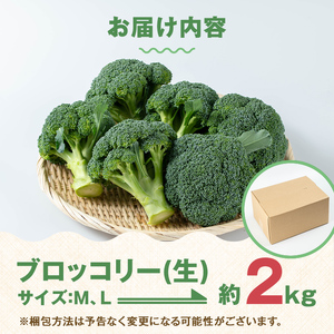 i994 ≪先行予約受付中！2025年12月上旬～4月下旬の間に発送予定≫ ブロッコリー 約2kg (M～L玉) 鹿児島 出水 国産 生 野菜 ブロッコリー 朝どれ 新鮮 産地直送 JGAP認証 安心