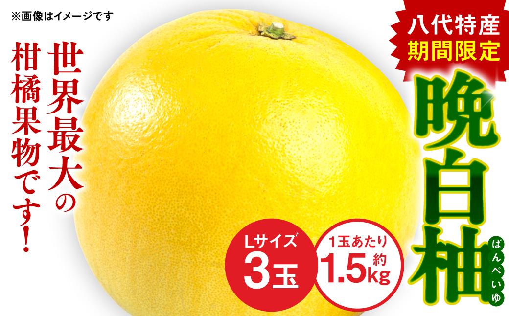 【先行予約】 八代 特産 晩白柚 （ばんぺいゆ）Lサイズ 3玉 柑橘 果物 フルーツ 熊本県産 ばんぺいゆ フルーツ 柑橘 特産品 【2025年12月上旬より順次発送】