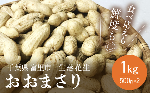 【先行予約】【2025年8月下旬より発送予定！】富里産 生落花生「おおまさり」500g×2パック TME012