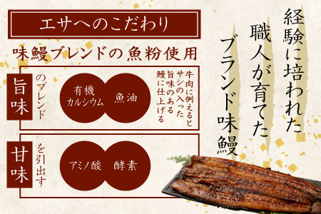 新仔!!味鰻うなぎ蒲焼3尾（無頭）・鰻丼の素6袋セット（きざみ）本格手焼備長炭蒲焼 化粧箱入【E164-2311-60】