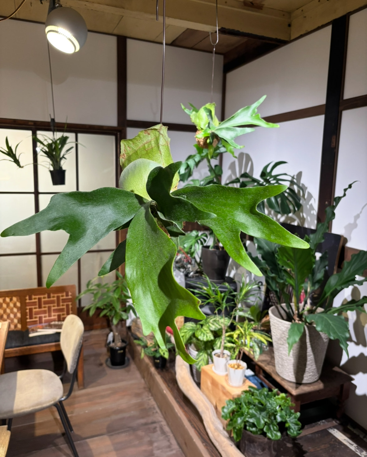 ビカクシダ苔玉 Ichirensoo 滋賀県 東近江市 B29 観葉植物 コウモリラン おしゃれ インテリア グリーン ギフト プレゼント 室内 小型 育てやすい 初心者 ハンギング