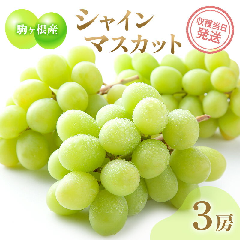 【ふるさと納税】駒ヶ根産シャインマスカット 選べる 3房 6房 ブドウ ぶどう 葡萄 果物 フルーツ 季節限定 産地直送 産直 駒ヶ根市　お届け：2026年10月上旬～10月22日まで