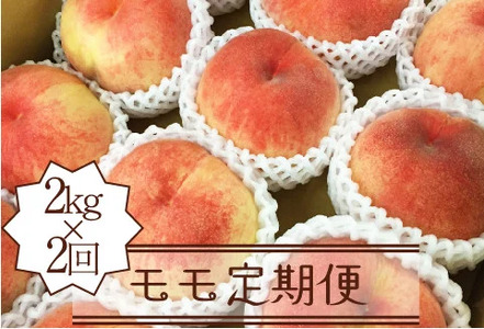 【定期便】年2回モモ定期便 約2.0kg×2回【2026年発送】（KSB）D-128 【桃 もも モモ 令和7年発送 期間限定 山梨県産 甲州市 フルーツ 果物】
