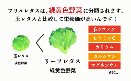 フリルレタス 8袋(80～110g/袋)×3ヶ月 計24袋 定期便 | レタス