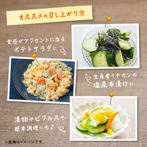 きゅうり 新鮮 朝採れ 18本入り きゅうり きゅうり きゅうり きゅうり きゅうり