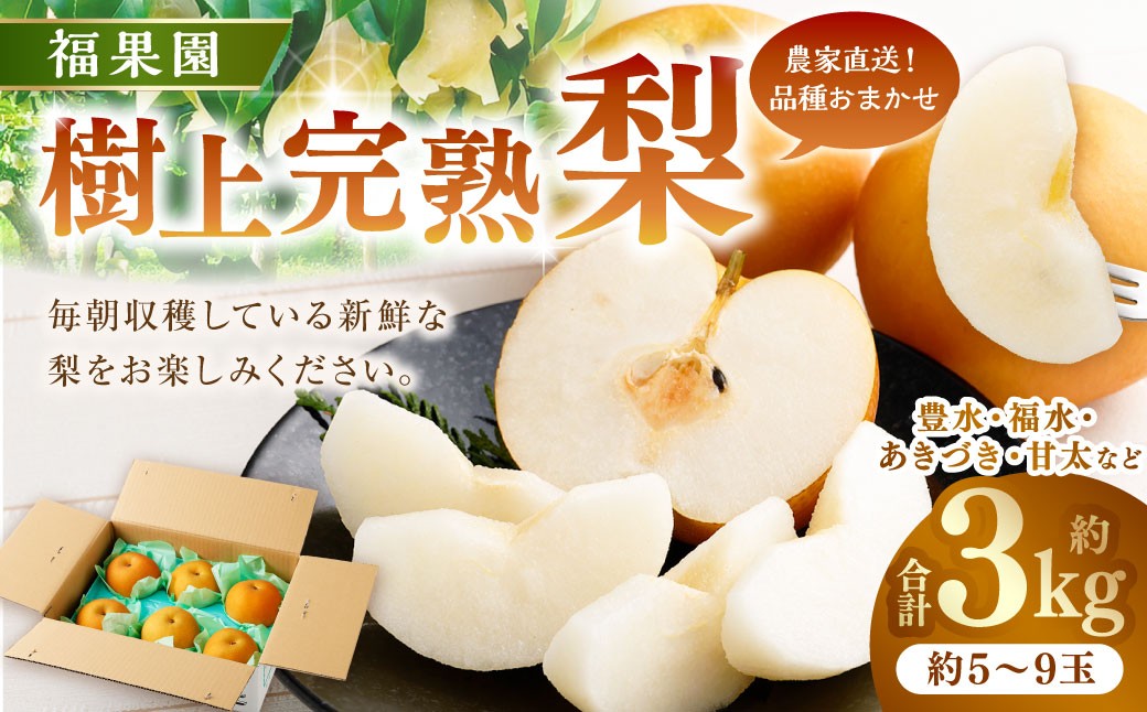 
                  ≪先行受付≫ 福果園の樹上完熟梨 農家直送品種おまかせ（3kg程度）5～9玉 | 福果園 梨 果物 果実 完熟 フルーツ 冷蔵 農家直送 新鮮 品種 おまかせ 豊水 福水 あきづき 甘太 岐阜県 美濃加茂市 送料無料 【2026年9月上旬～9月下旬 発送予定】
                