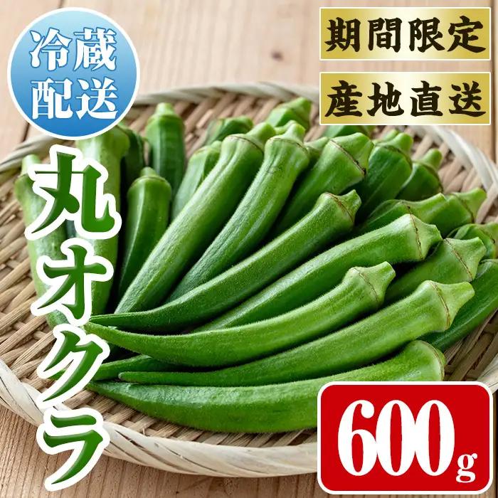 いずみ産 丸 オクラ 600g 【イーサイドライン】 i1215-A