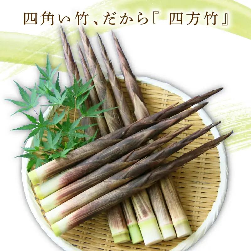 【四方竹】 土佐煮 120g×2 シャキシャキ タケノコ 筍 竹の子 食感 特産 四方竹  筍 タケノコ 竹の子 高知県 南国市