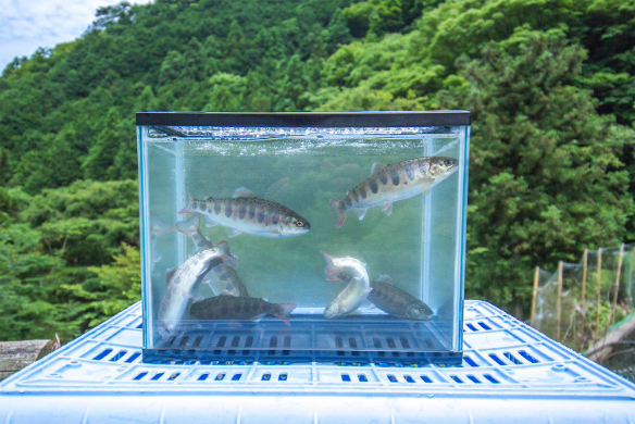 0151701 ゆず天魚（あまご）の成魚と卵セット 