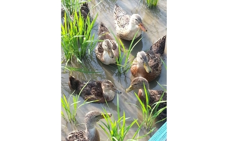 米 令和6年・新潟県産｜JAS有機栽培アイガモ農法コシヒカリ100% 精米5kg お米 精米 こしひかり 新潟