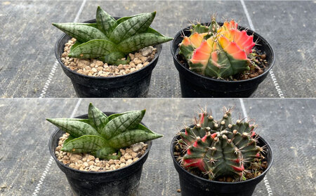 ギムノカリキウム ミハノビッチ ＆ サンセベリア ボンセレンシスドワーフ 各1株 Gymnocalycium mihanovichii&nbsp;＆sansevieria boncellensis d