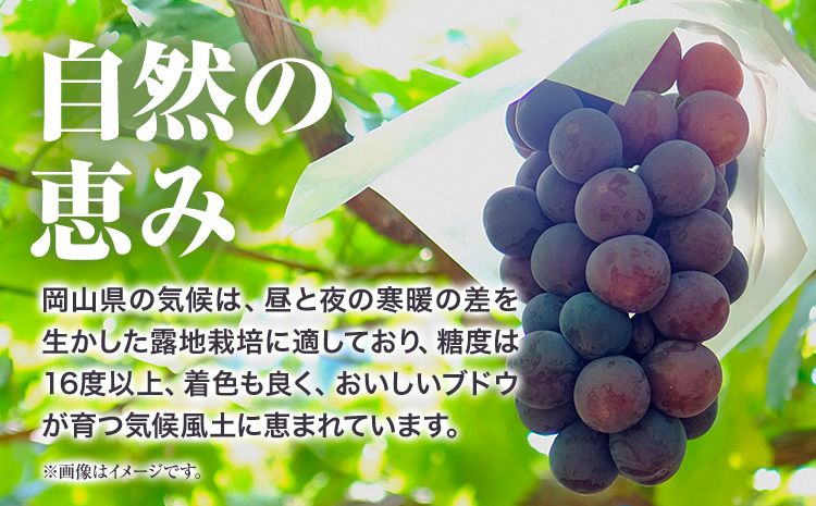 【先行予約】岡山県産 訳ありつる付きニューピオーネ 3房 530g以上 露地栽培 有限会社ホーティカルチャー神島《2026年9月中旬-10月中旬頃出荷》岡山県 浅口市 葡萄 果物【配送不可地域あり】-