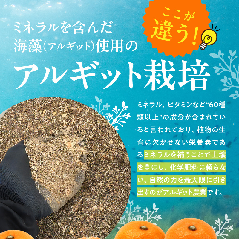 YA1004_完熟 アルギット みかん 10kg S～M サイズ