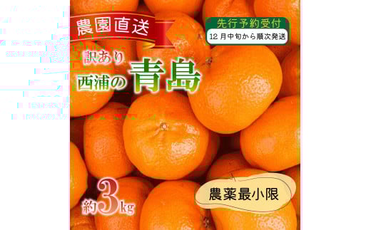 訳あり みかん 青島 3kg 西浦 蜜柑 柑橘 オレンジ 木負観光みかん園  ( 数量限定 みかん 果物 みかん フルーツ みかん 柑橘 みかん 国産 ) 