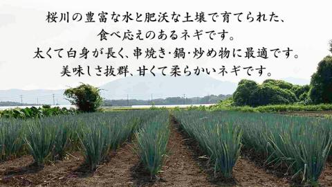 【2023年12月上旬発送開始】桜川市産 長ねぎ 約3kg ねぎ ネギ 野菜 鍋 [EH001sa]