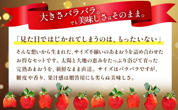 福岡県産 特別栽培 あまおう サイズいろいろMIX 約570g（約285g×2パック）【4月発送】　農園直送 アフター保証 先行予約 福岡産 送料無料 ケーキ ギフト お祝い 限定 季節限定 UN00