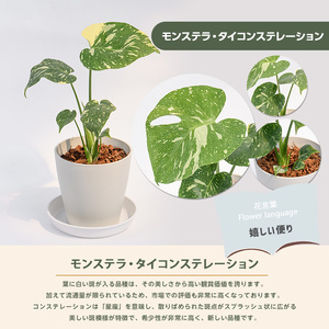 観葉植物 モンステラ・タイコンステレーション 20cm～40cm Green Base IB003-052 観葉植物 観葉植物