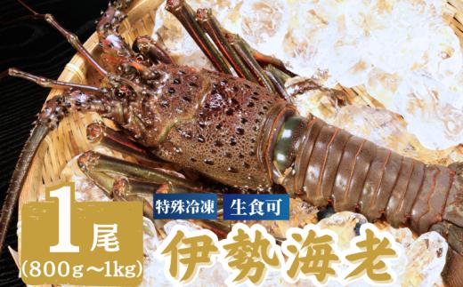 【先行予約】 冷凍 伊勢海老 特大 1尾 800～1000g （2026年8月中旬以降配送） イセエビ エビ 海老 甲殻類 急速冷凍 刺し身 刺身 魚 海鮮 おかず 酒 のあて おつまみ 弁当 塩 魚介 惣菜  食品 冷凍食品 グルメ 贈答 贈り物 プレゼント ギフト お取り寄せ ふるさと納税 送料無料 千葉県 銚子市 飯田水産株式会社