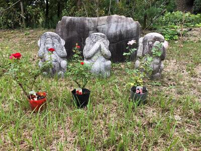 花 薔薇（ミニバラ苗木）：ふくやまシリーズ 3種混合・3ポット 広島県福山市/小林商事 植物 お花 苗木 苗 薔薇 バラ 観葉植物 セット [BAEA002]
