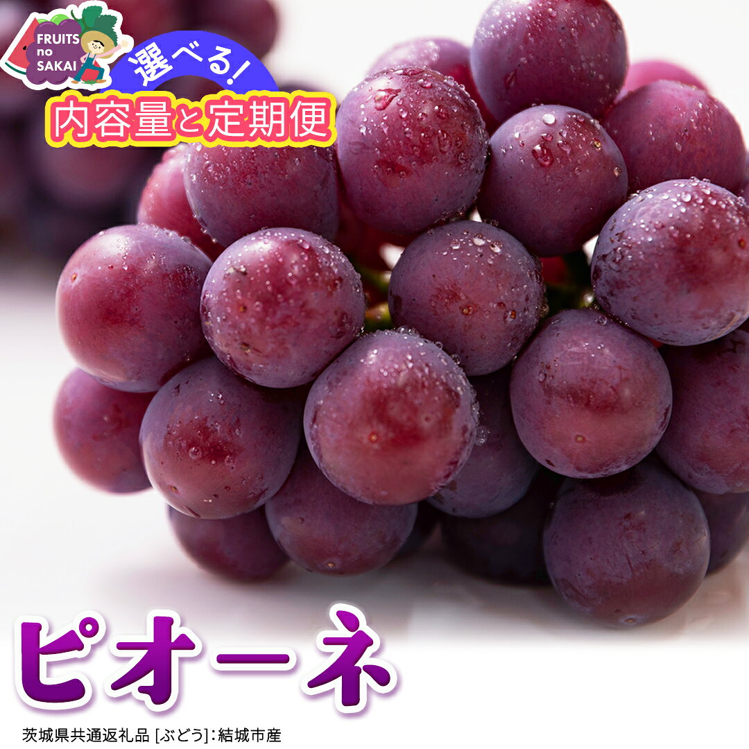【ふるさと納税】＼選べる内容量・定期便／ ピオーネ 約1.3kg ～ 5kg (約2房～12房)　単品（1回）・定期便(3か月連続)【2026年8月より発送開始】(茨城県共通返礼品 [ぶどう]：結城市産) ぶどう ブドウ 葡萄 ピオーネ高級 国産 黒ぶどう 旬 お取り寄せ フルーツ 希少品種