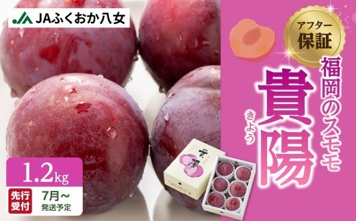 
            【先行受付】＜福岡のスモモ＞貴陽【1.2kg】【ＪＡふくおか八女】※7月上旬～発送予定
          