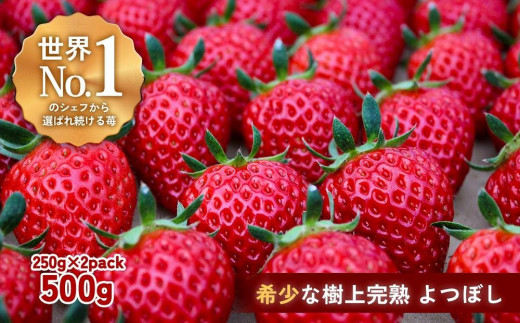 【完熟クラフト苺BERRY】有名シェフ御用達【樹上完熟よつぼし】約500g（出荷2025年12月上旬～2026年5月下旬）