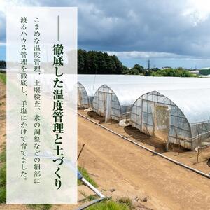 【2026年7月～発送】 アールスメロン 約2kg~2.5kg 1玉入 マスクメロン