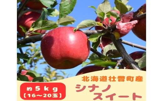 【先行予約】 シナノスイート 約5kg <2026年10月下旬頃～発送予定> 【 ふるさと納税 人気 おすすめ ランキング 北海道 壮瞥 りんご 蜜入り 5kg ふじ シナノスイート 秀品 甘い 果物 おいしい 贈り物 贈物 贈答 ギフト 大容量 詰合せ セット 送料無料】 SBTB013
