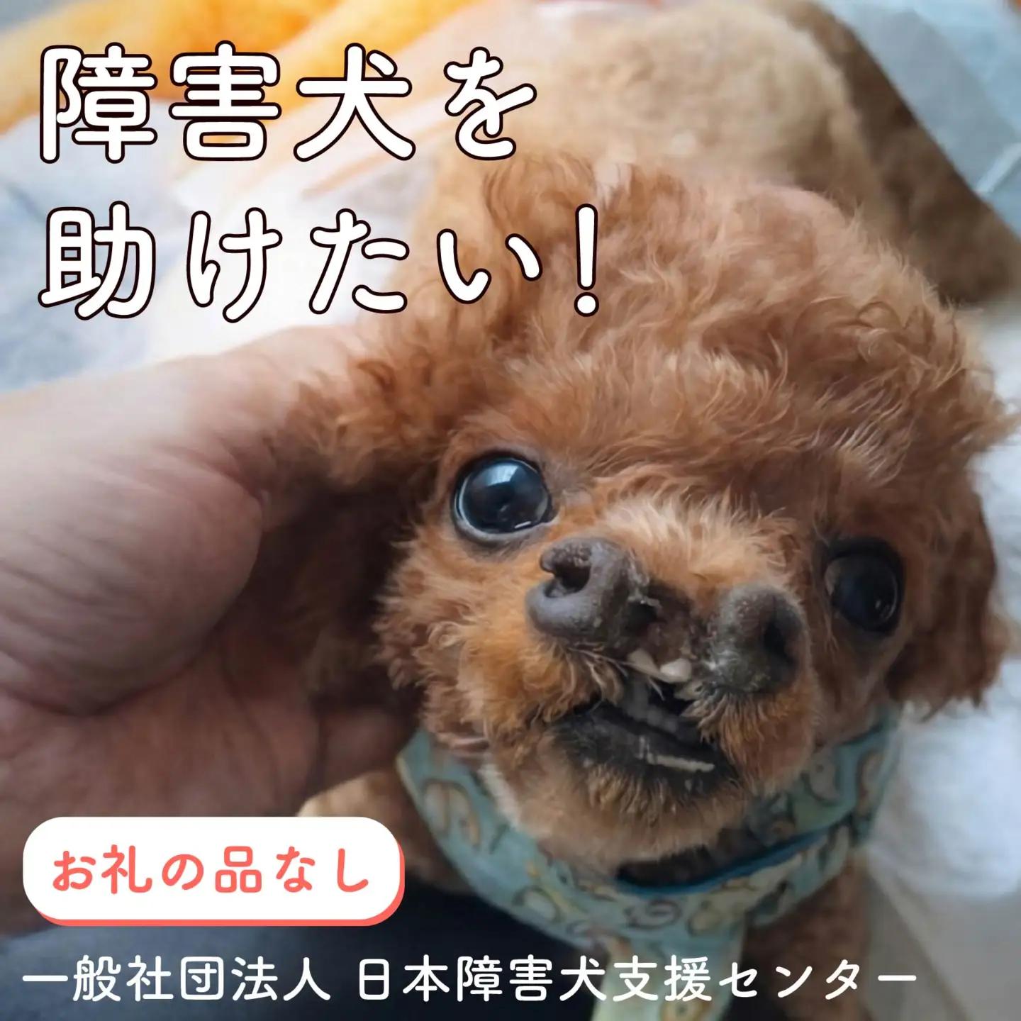 【返礼品なし】 障害犬 保護犬の支援 保護犬