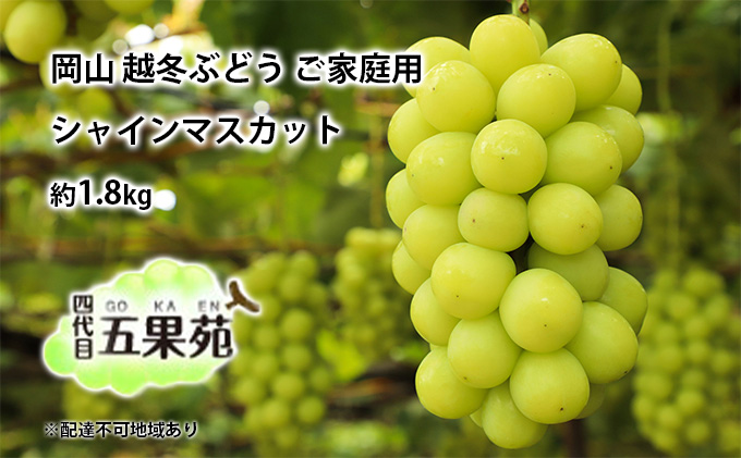 越冬 ぶどう ご家庭用 シャイン マスカット 約1.8kg   岡山県産 四代目 五果苑
