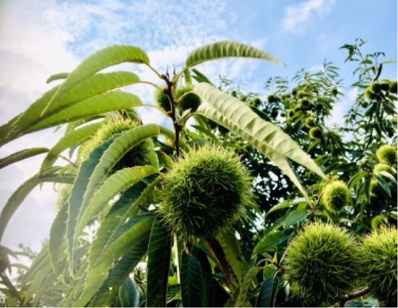 M87-0005_【ふるさと納税】 生栗 期間限定 数量限定 先行予約 『さぬき山都の低温熟成 完熟栗 3Lサイズ以上 約1kg 』 [ 栗ごはん 秋の味覚 くり 大粒 栽培 厳選 糖度 選別 三豊市