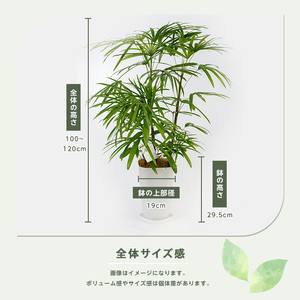 【観葉植物】シュロチク100cm～120cm(前園植物園/035-1419) 観葉 植物 インテリア 鉢植え グリーン 美しい 園芸 室内 リラックス おしゃれ 鹿児島 指宿 いぶすき シュロチク シ