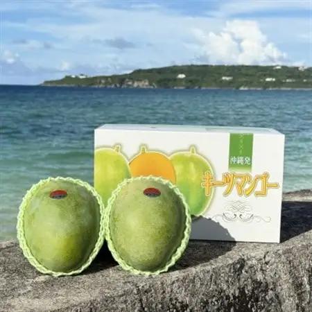 【2026年8月下旬から順次発送・家庭用】みなとばる農園の幻のキーツマンゴー1.5kg(2～3玉)【配送不可地域：離島】【1699832】