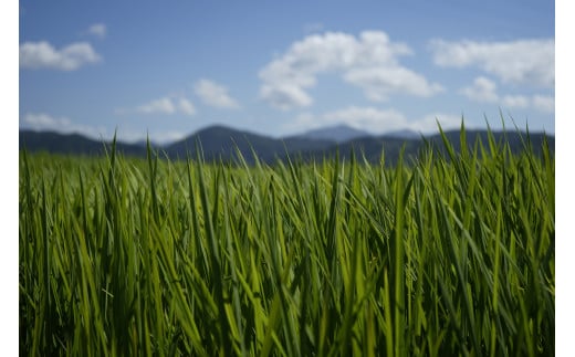 先行予約 令和8年度産 もち米 10kg