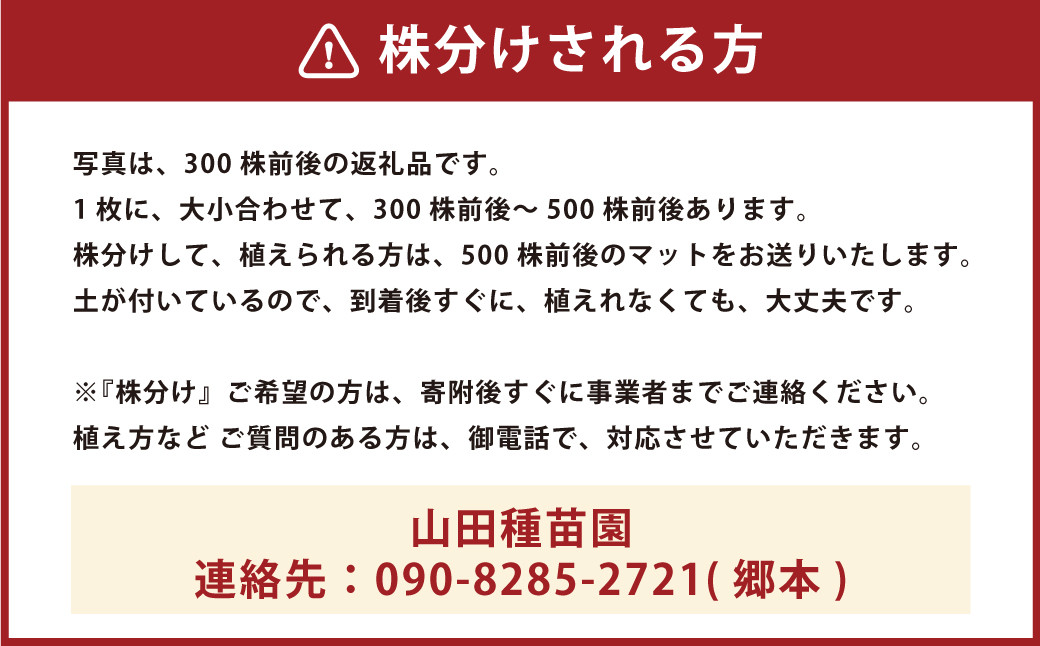 玉竜 タマリュウ たまりゅう 6枚