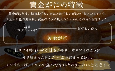 黄金ガニ（大サイズ） × 1杯 「ズワイガニと紅ズワイガニのあいのこ」幻のカニを浜茹ででお届け！【5月発送分】【黄金がに カニ 姿 ボイル 冷蔵 福井県】希望日指定可 備考欄に希望日をご記入ください 