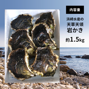 浜崎水産の天草天領岩かき 約1.5kg