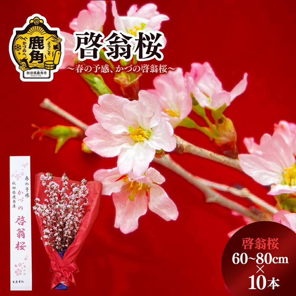 啓翁桜 ( 60～80cm × 10本 ) 生花 花 インテリア 春 冬 花見 お正月 結婚 卒園 卒業 プレゼント お土産 母の日 贈り物 贈答用 家庭用 グルメ ギフト 故郷 秋田 あきた 鹿角市 鹿角 送料無料 【さとう農園】