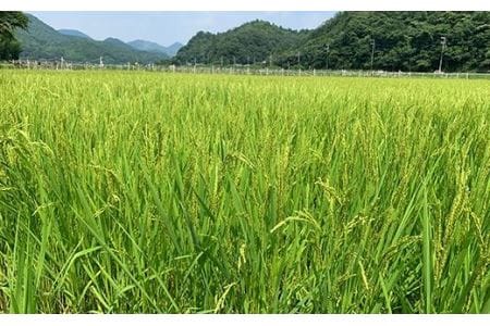 お米のおいしさ伝えたい！特別栽培米コシヒカリ5kg×1 AD14