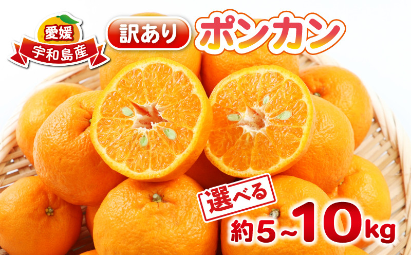 
            ポンカン 5kg 訳あり ぽんかん 杉本屋  訳あり品 先行予約 mikan みかん 訳アリ 訳有りジューシー デザート コク 甘い 果物 くだもの フルーツ 柑橘 蜜柑 ビタミン お取り寄せ 愛媛みかん 愛媛蜜柑 愛媛県産 産地直送 数量限定 国産 愛媛 宇和島 B010-143005
          