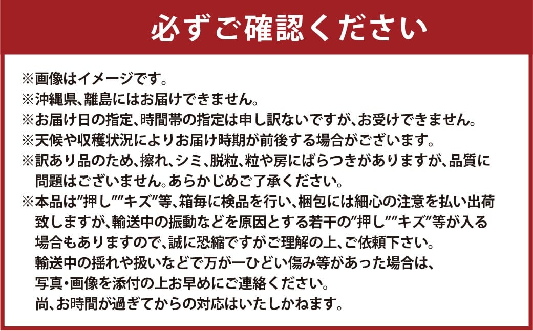訳あり 瀬戸ジャイアンツ 2房 合計1.0kg以上