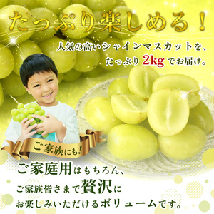 【8月末～9月上旬まで発送】シャインマスカット 2kg 3～5房 マスカット 