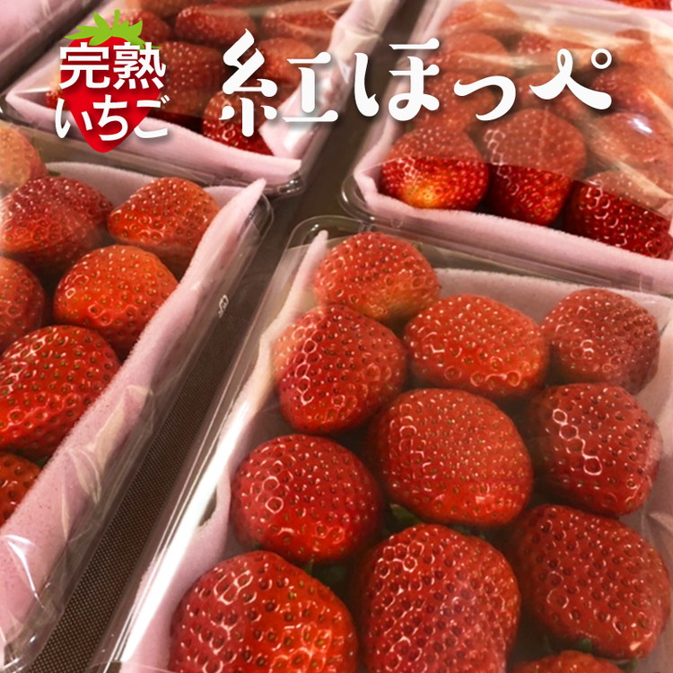 完熟紅ほっぺ 300g×2パック｜ いちご 苺 イチゴ 茨城県産 フルーツ 果物 古河市産 ギフト 贈答 贈り物 プレゼント お祝 記念日 景品 おいしい 300グラム ※北海道・沖縄・離島への配送不可 ※2025年1月上旬～3月下旬頃に順次発送予定 _CU01