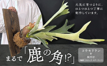 コウモリラン 板付け（ネザーランド） インテリア 吊り下げ 壁掛け
