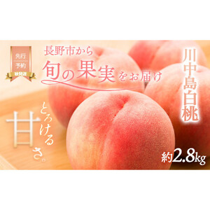 桃 先行予約 川中島白桃 約2.8kg 糖度12度 白桃 フルーツ 果物 オンライン決済限定