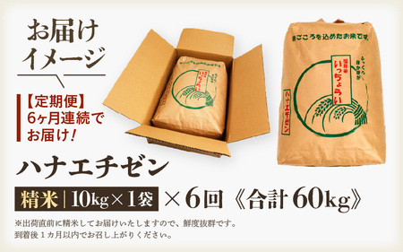 【先行予約】【令和7年産・新米】【一等米】＜定期便6回＞ ハナエチゼン 精米 10kg × 6回（60kg）《発送直前精米！》  ／ ブランド米 華越前 ご飯 お米 白米 新鮮 あわら市産 農家直送 