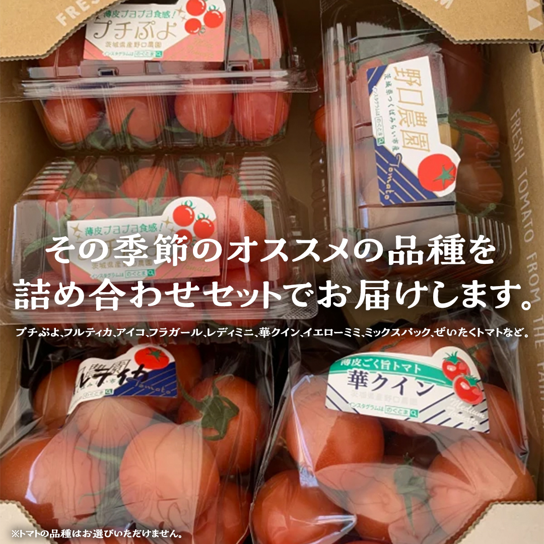 【2024年11月から発送開始】 華クイン！プチぷよ！自慢のフ