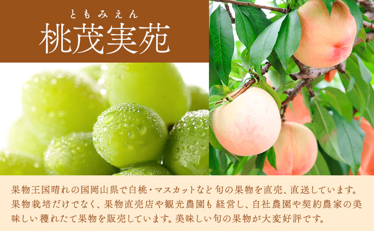 【先行予約】白桃  約1.5kg もも モモ 岡山 国産 フルーツ 果物 桃茂實苑《6月中旬-8月下旬頃出荷》岡山県 浅口市 フルーツ モモ 果物 青果 旬 白桃 国産 岡山県産【配送不可地域あり】